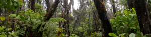 Kilohana-forest-header