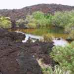 egolden-pond-at-keawaiki-ii