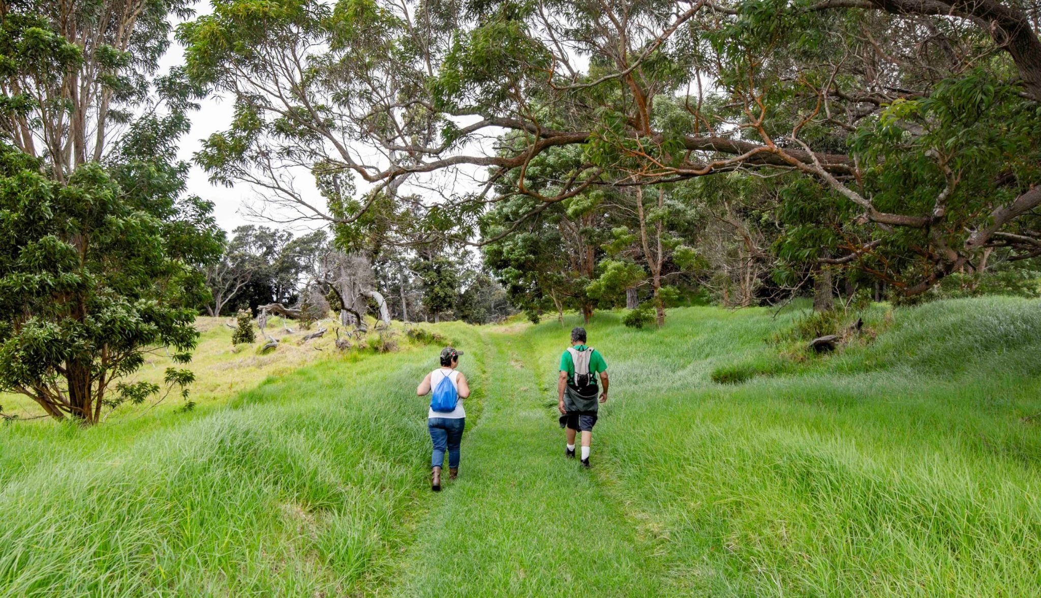 Kona Trail Loop at Kahuku unit of HVNP-July 16, 2022